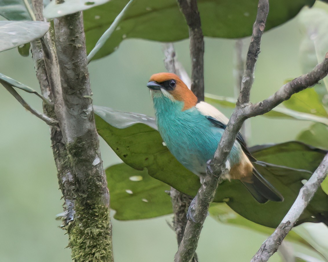 Черноспинная танагра - ML645869928