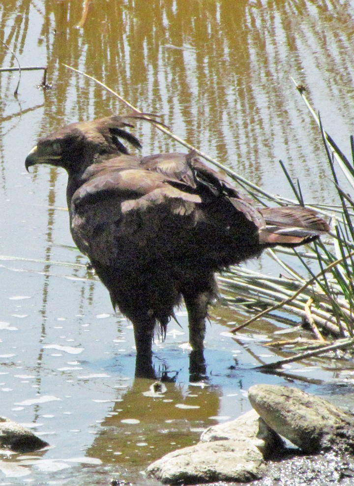 Long-crested Eagle - ML645869929