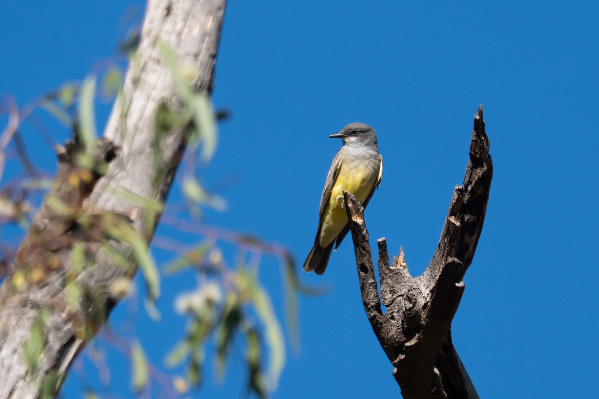 Cassin's Kingbird - ML645869930