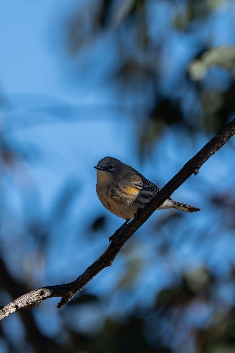 Yellow-rumped Warbler - ML645869932
