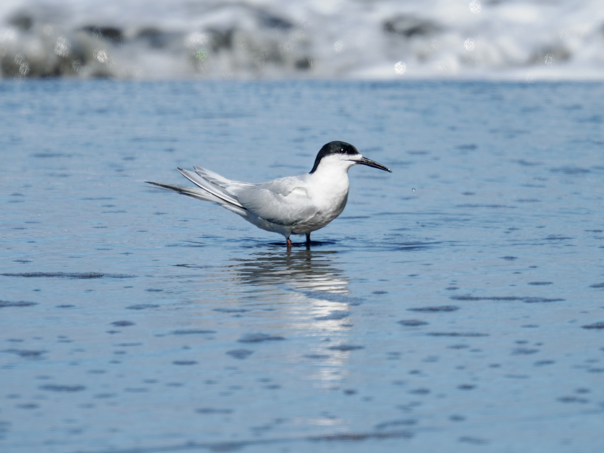 White-fronted Tern - ML645869933