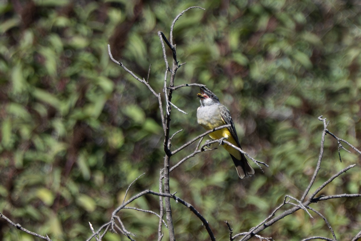 Cassin's Kingbird - ML645869935