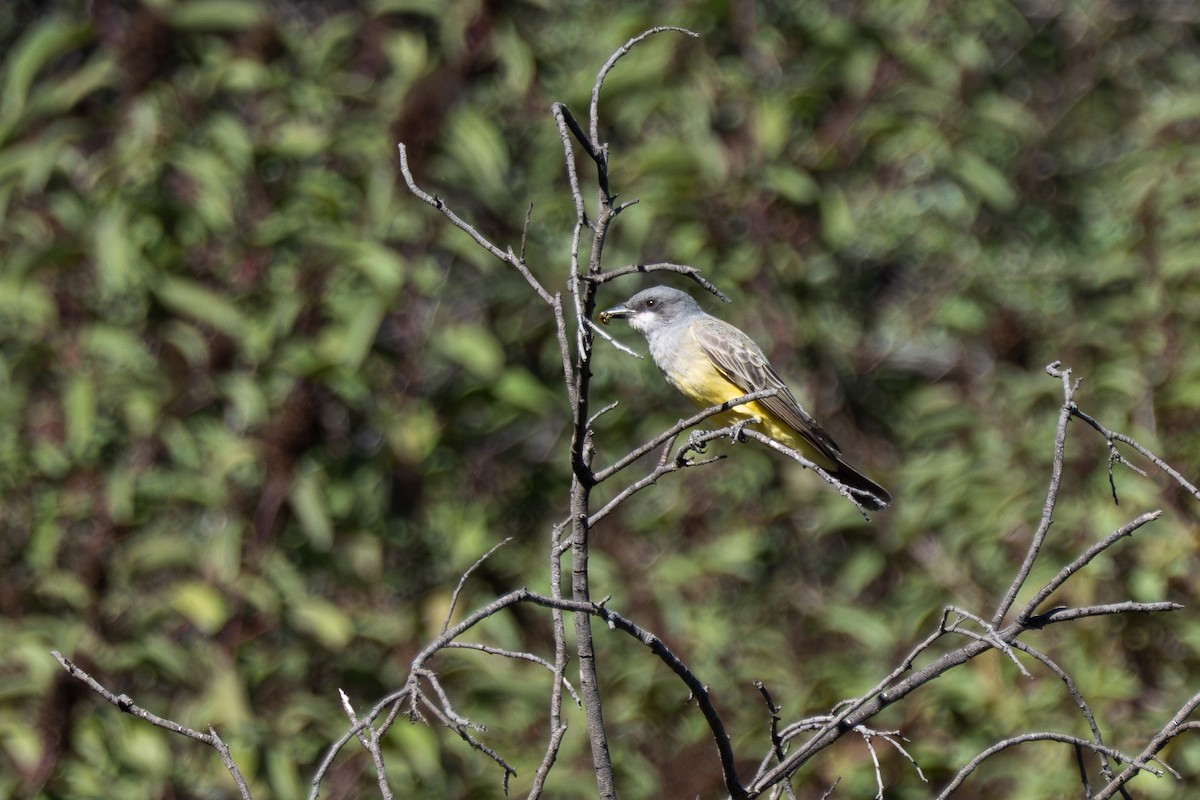 Cassin's Kingbird - ML645869936