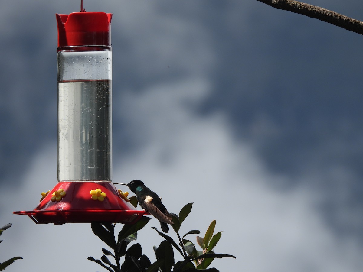 Fahlflügelkolibri - ML645869937