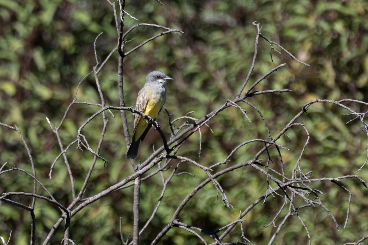 Cassin's Kingbird - ML645869938