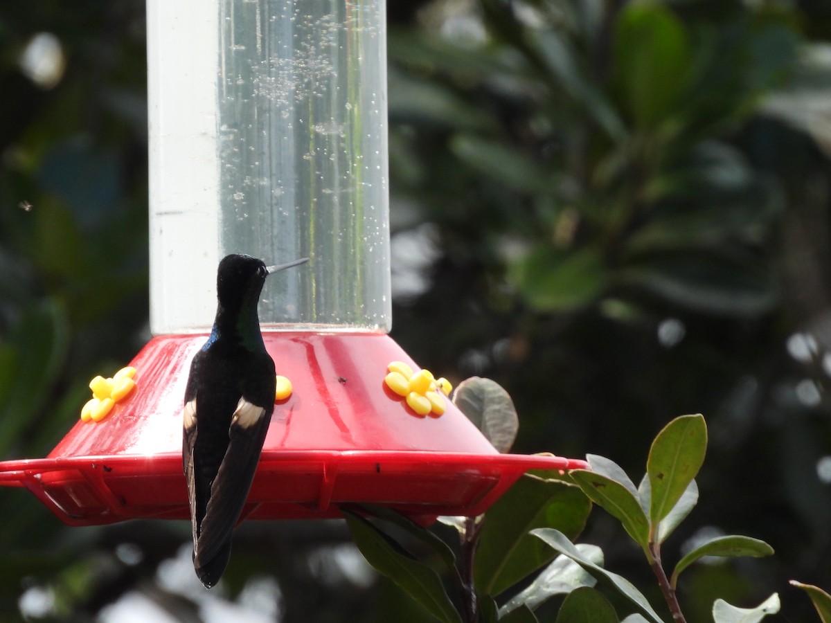 Fahlflügelkolibri - ML645869939