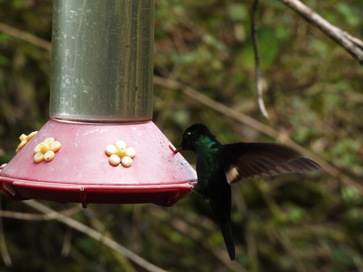 Fahlflügelkolibri - ML645869940