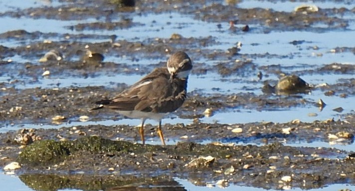 Semipalmated Plover - ML645869945
