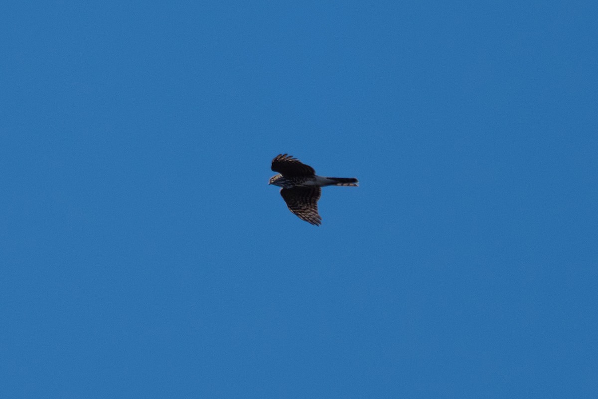 Sharp-shinned Hawk - ML645869946