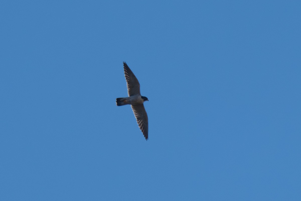 Peregrine Falcon - ML645869952