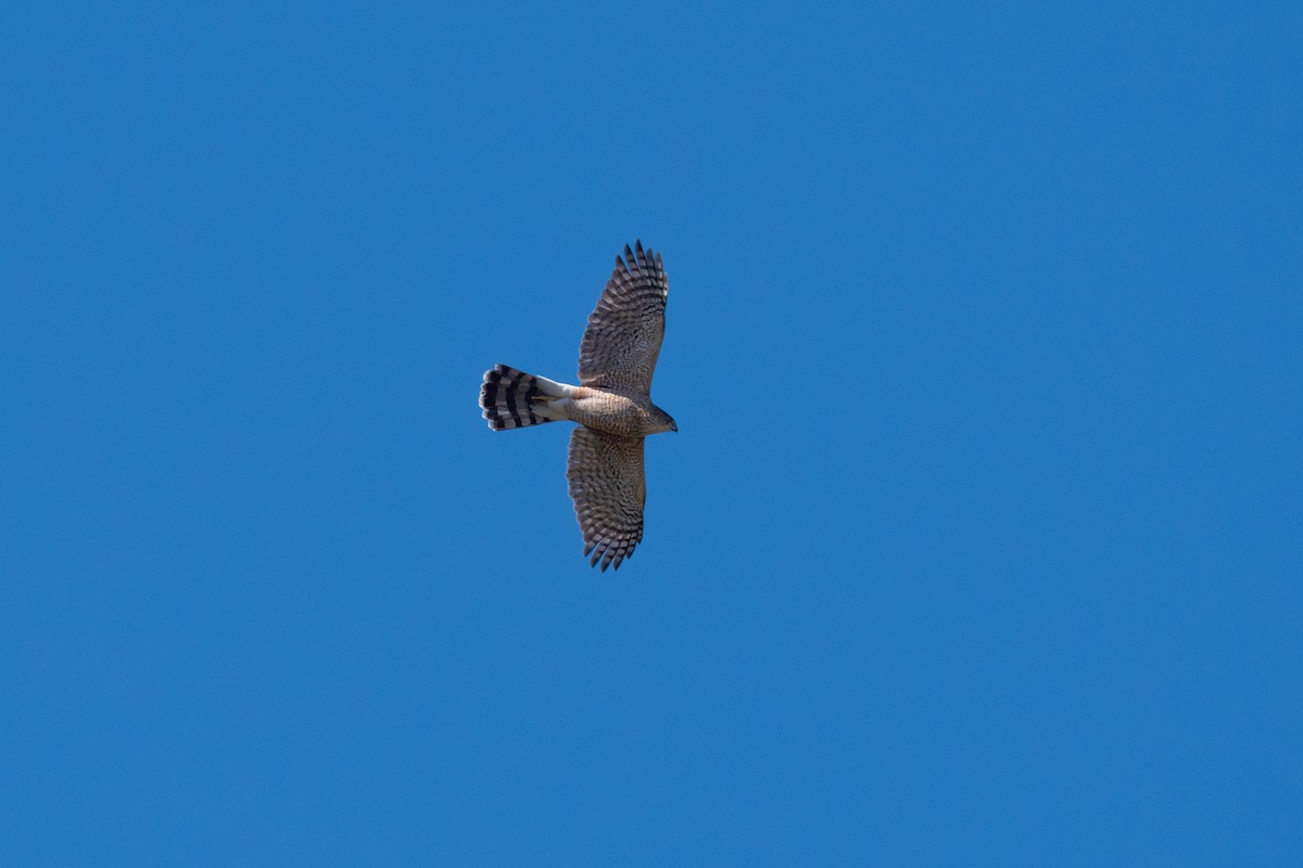 Cooper's Hawk - ML645869954