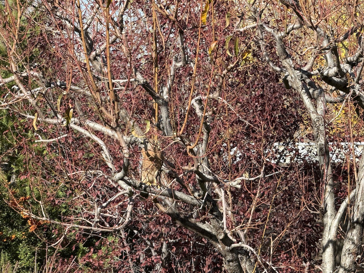 Red-shouldered Hawk - ML645869955