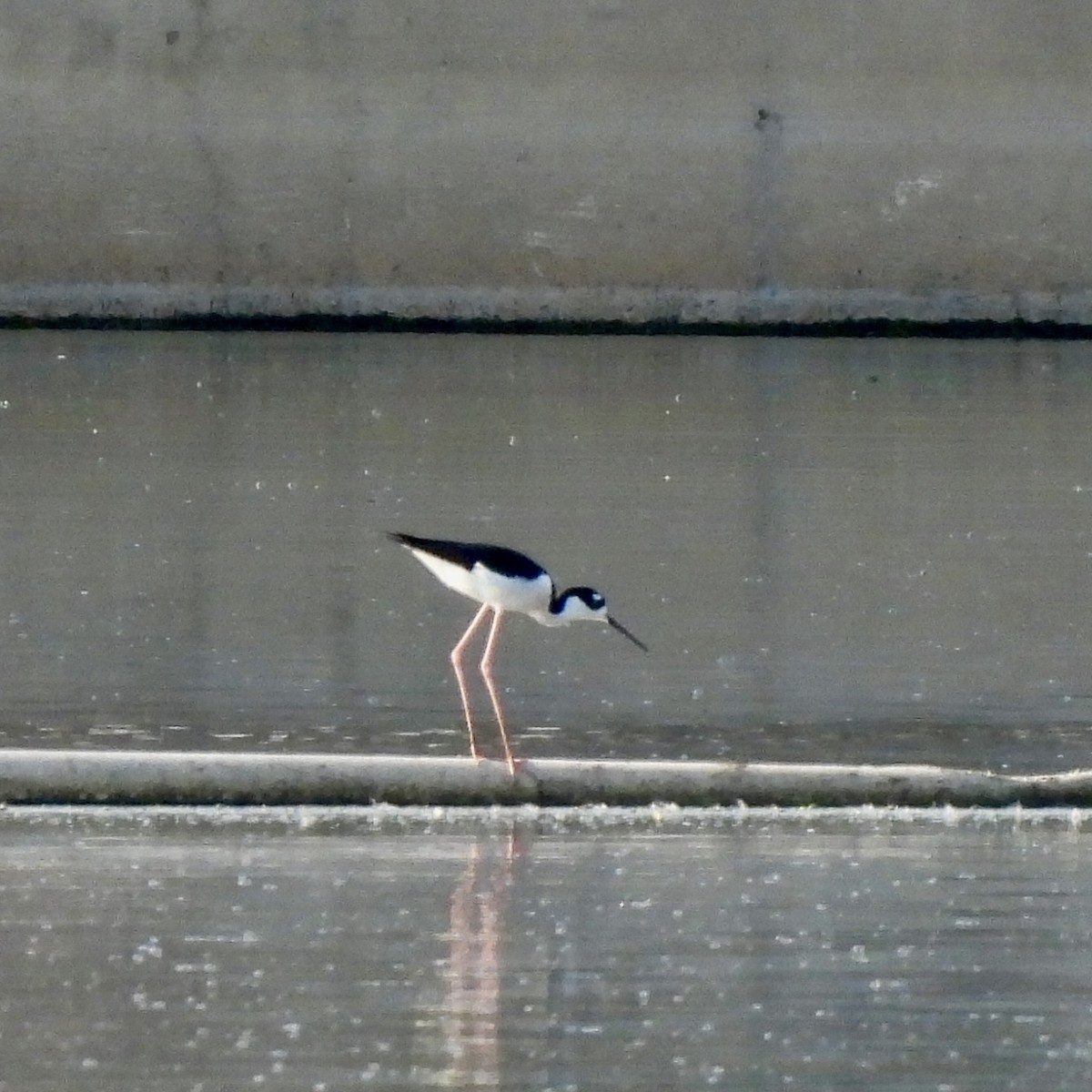 Black-necked Stilt - ML645869956