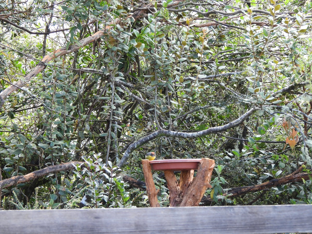 Gelbbrust-Buschammer - ML645869957