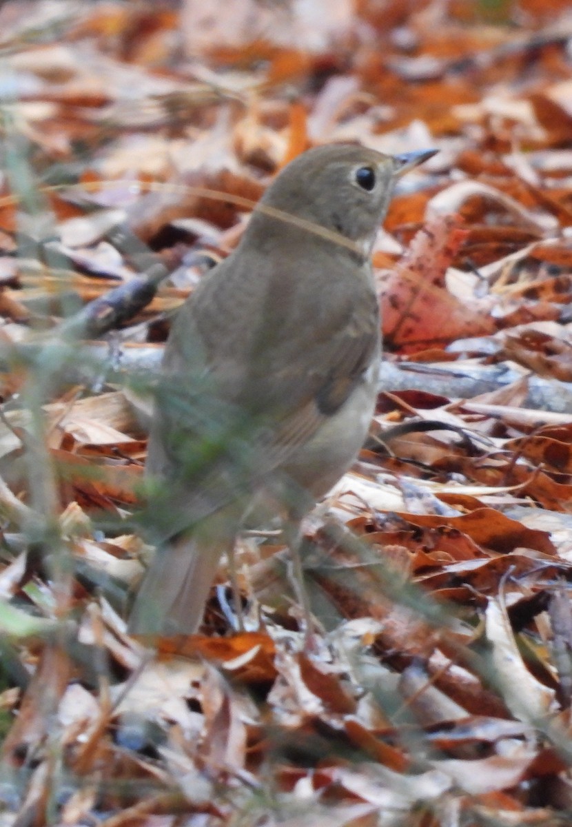 Hermit Thrush - ML645869958