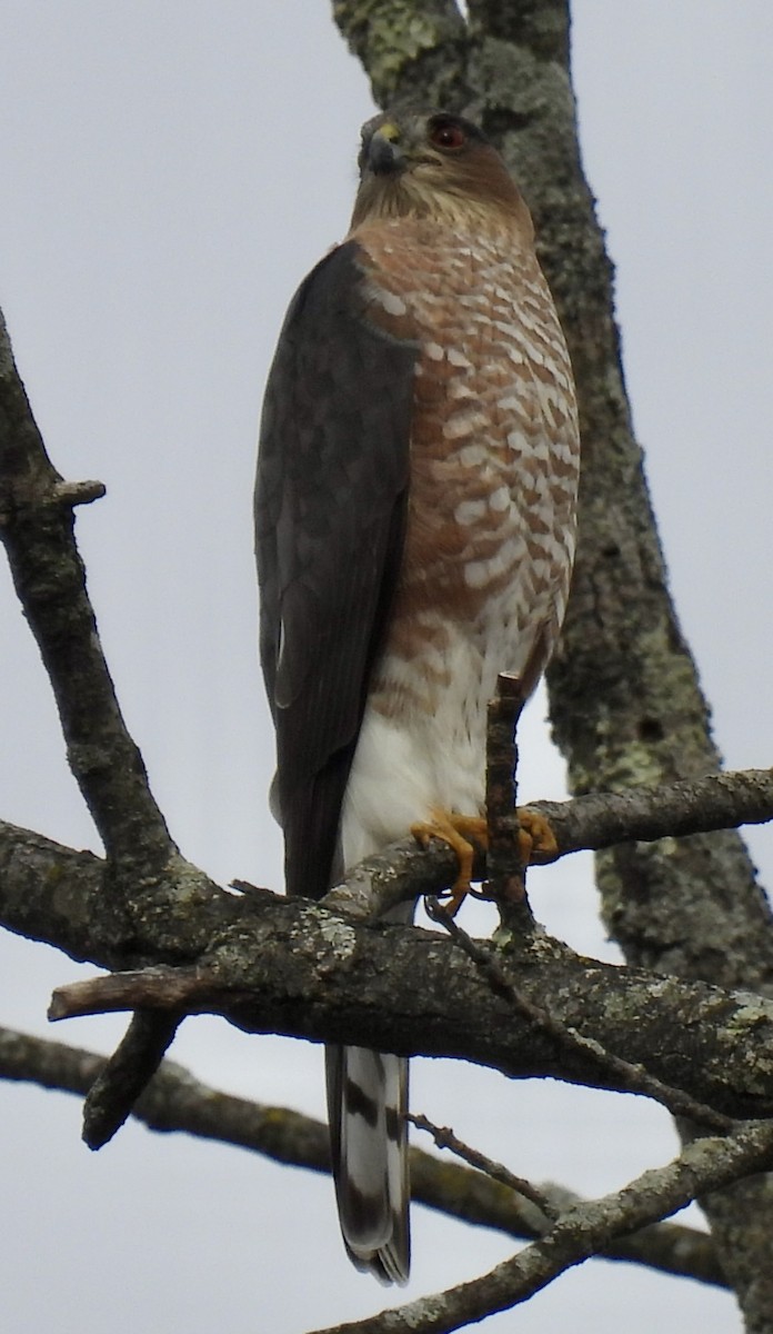 Sharp-shinned Hawk - ML645869960