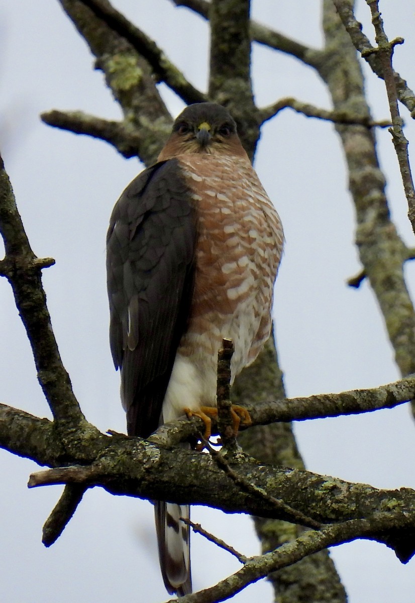 Sharp-shinned Hawk - ML645869961