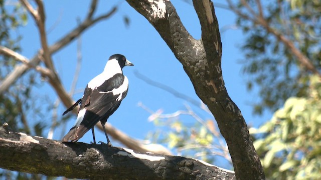 Буругонг, ворона-свистун (telonocua/tyrannica) - ML645869962