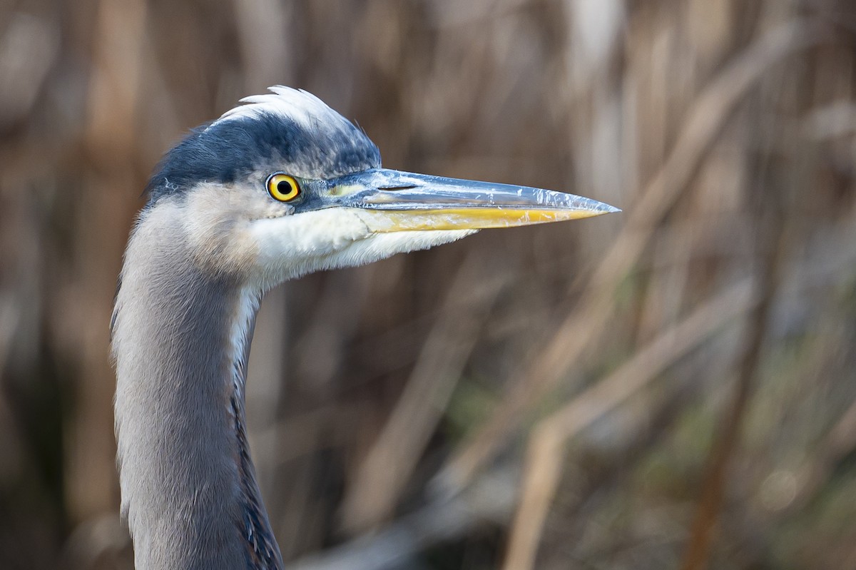 Great Blue Heron - ML645869963