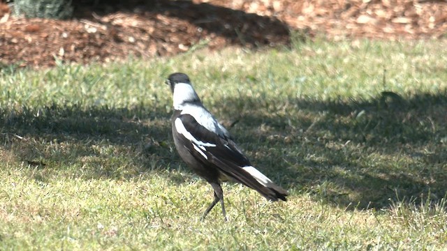 Буругонг, ворона-свистун (telonocua/tyrannica) - ML645869965