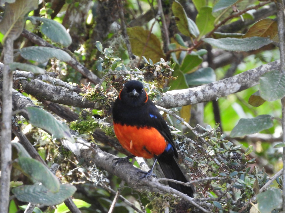 Scarlet-bellied Mountain Tanager - ML645869972
