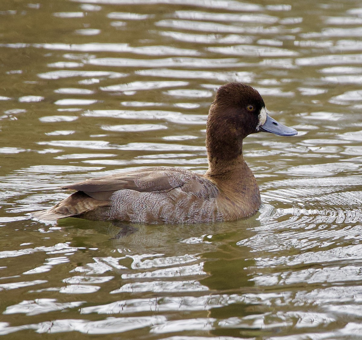 コスズガモ - ML645869976