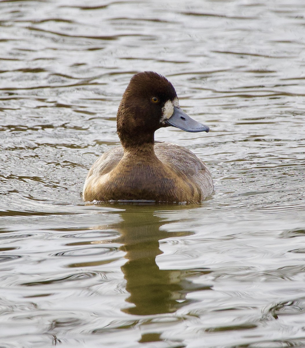 コスズガモ - ML645869977