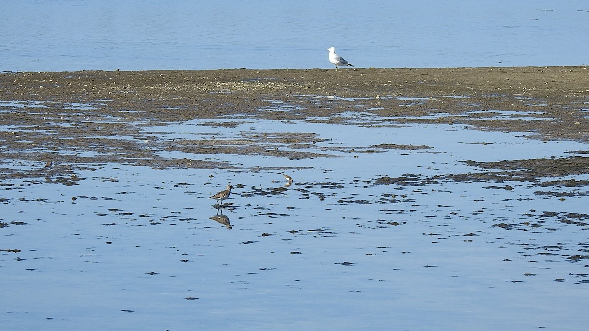 Ring-billed Gull - ML645869978
