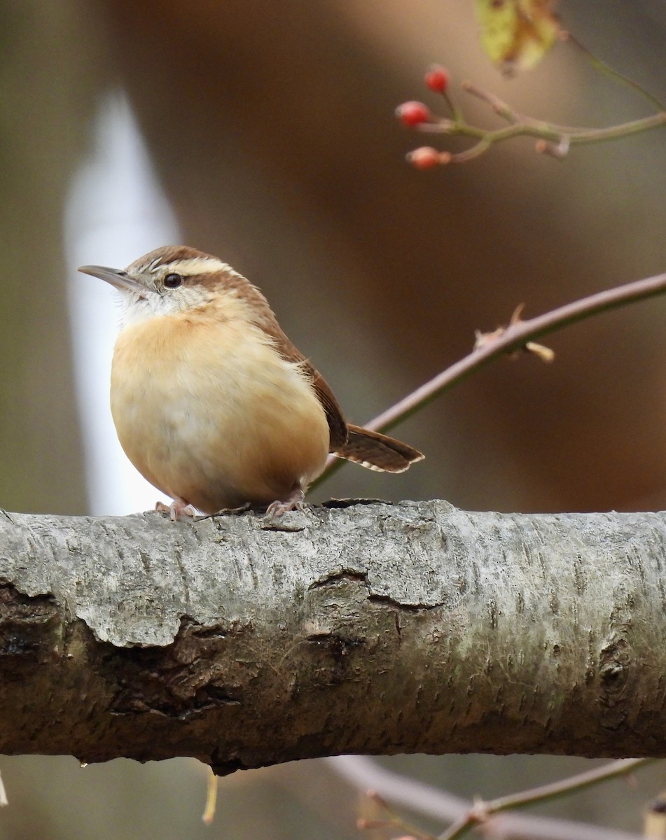 Carolina Wren - ML645869979