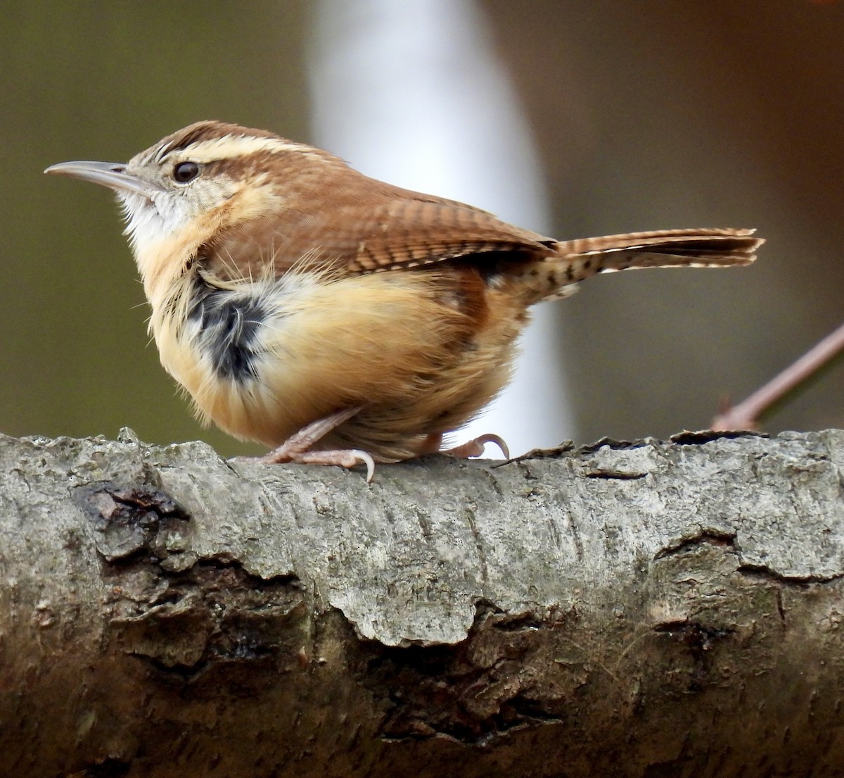 Carolina Wren - ML645869980