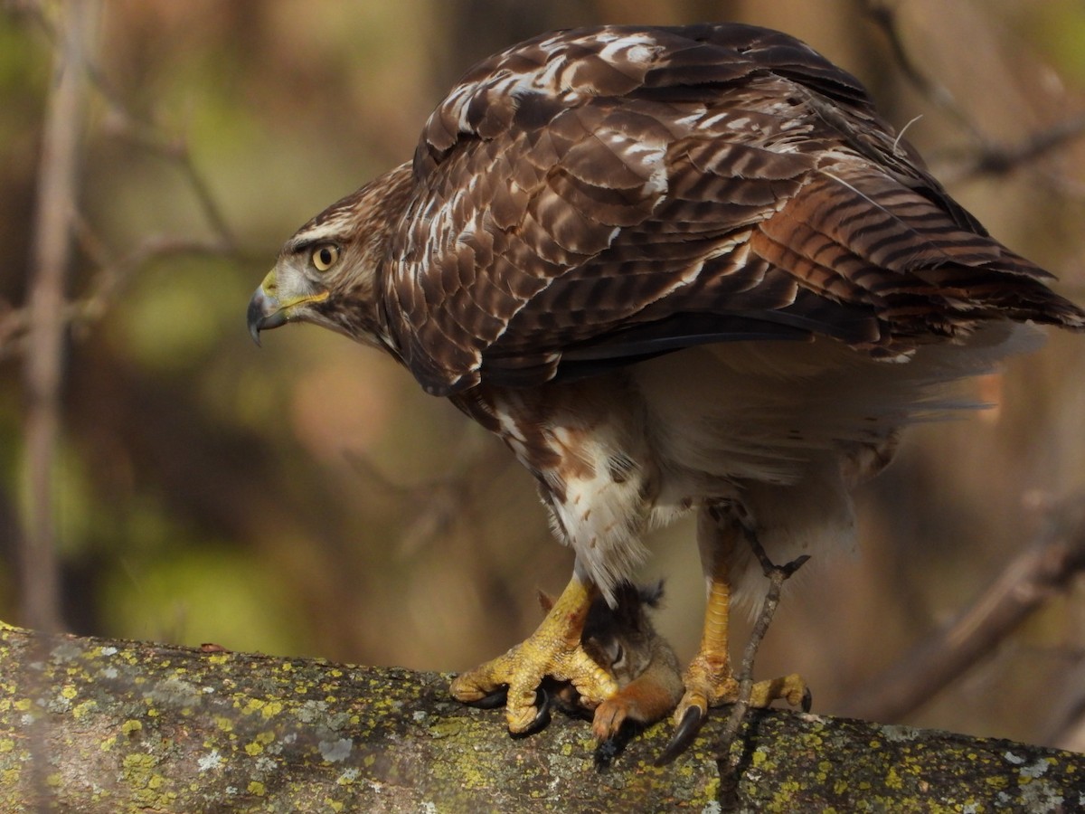 Red-tailed Hawk - ML645869982