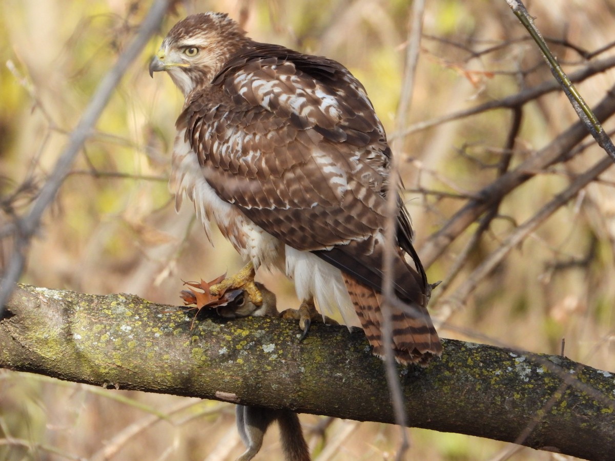 Red-tailed Hawk - ML645869983