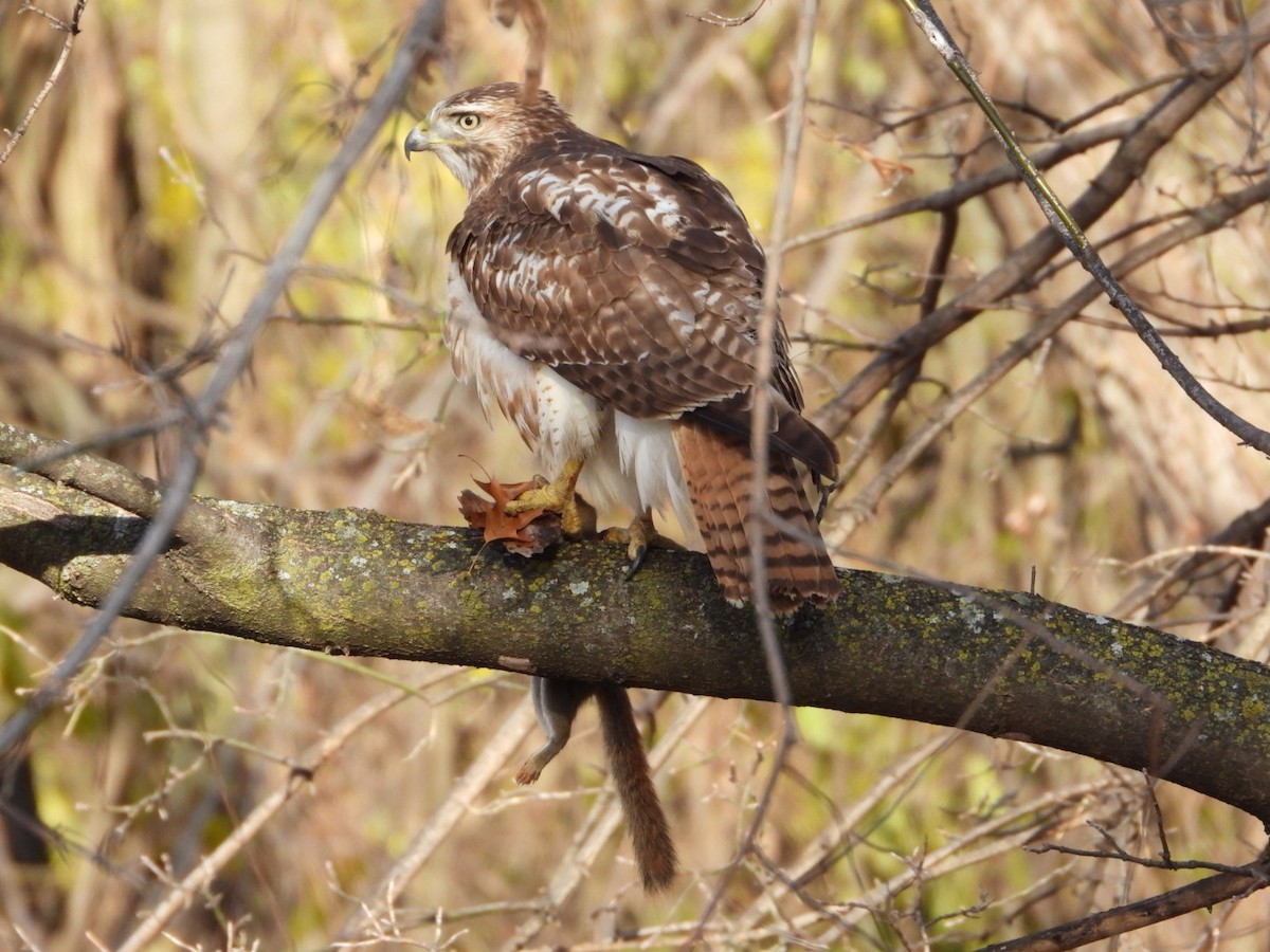 Red-tailed Hawk - ML645869984