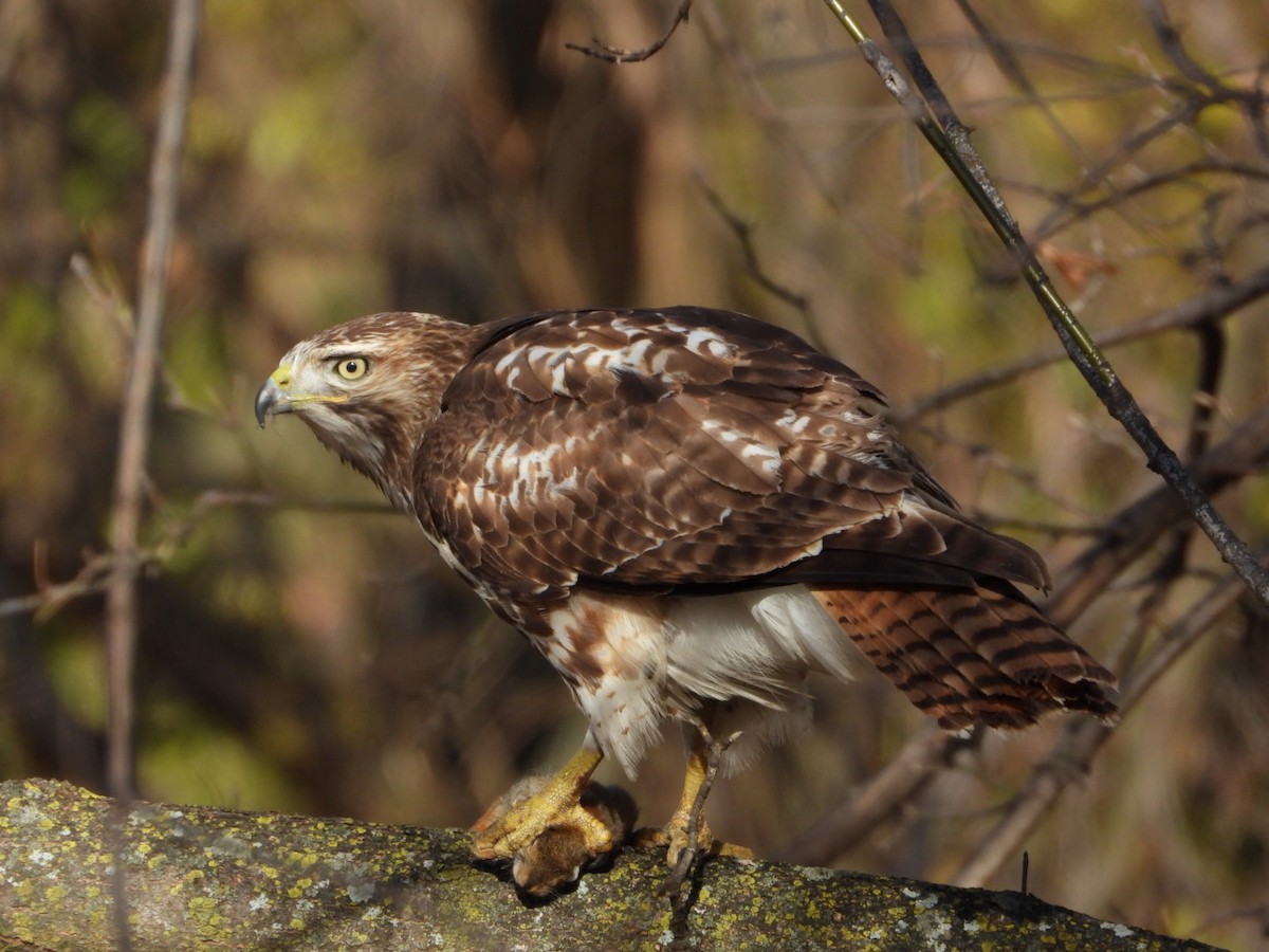 Red-tailed Hawk - ML645869985