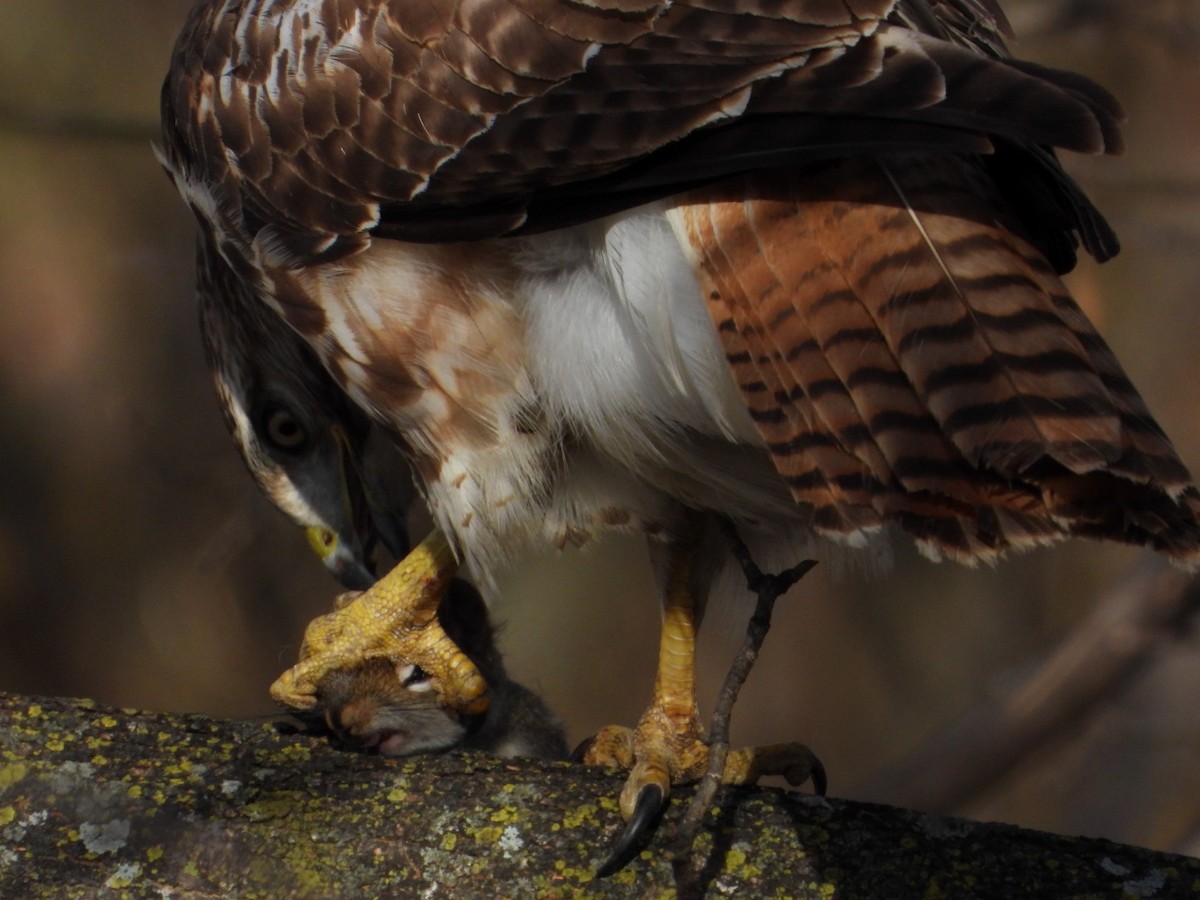 Red-tailed Hawk - ML645869986