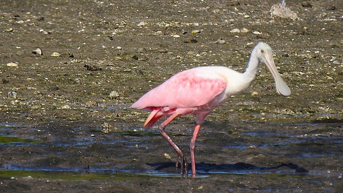 Roseate Spoonbill - ML645869993