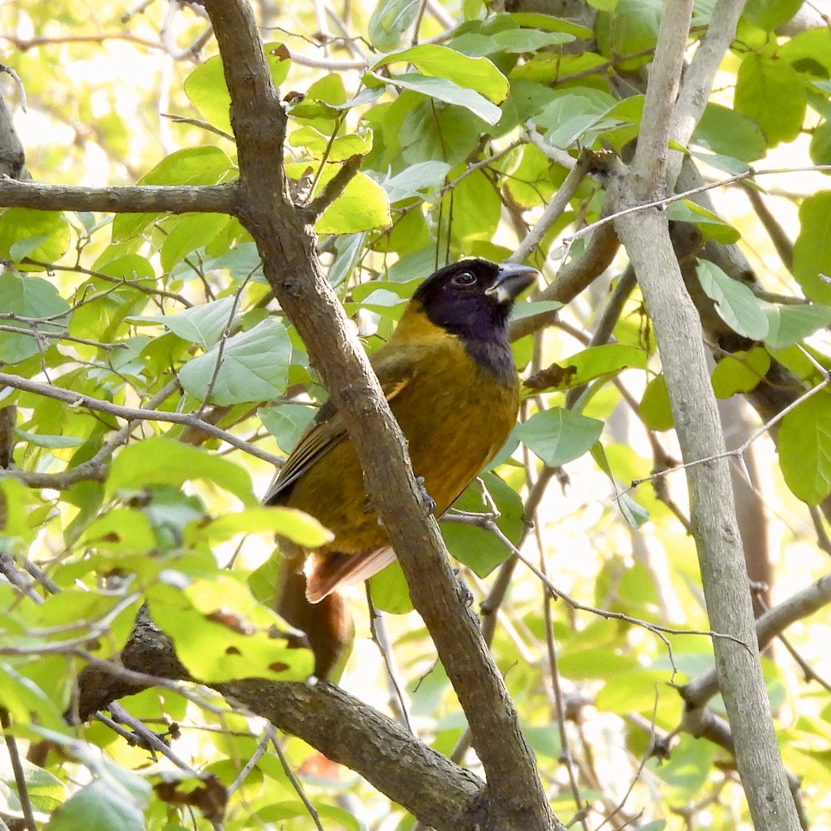Crimson-collared Grosbeak - ML645869994