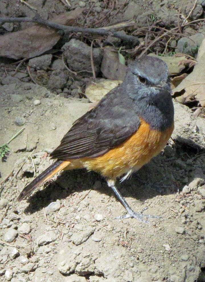 Скеляр малий - ML645869997