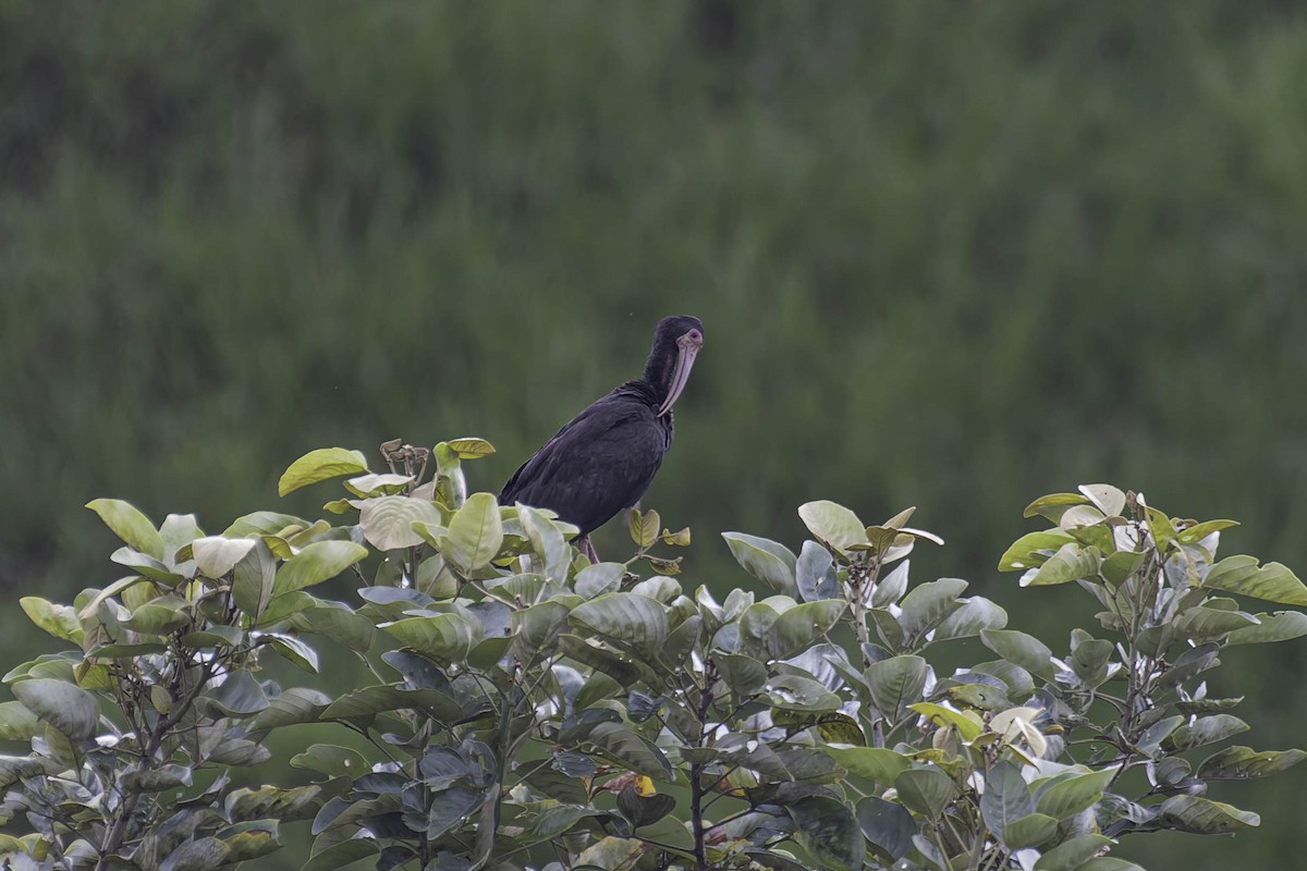 Bare-faced Ibis - ML645869999