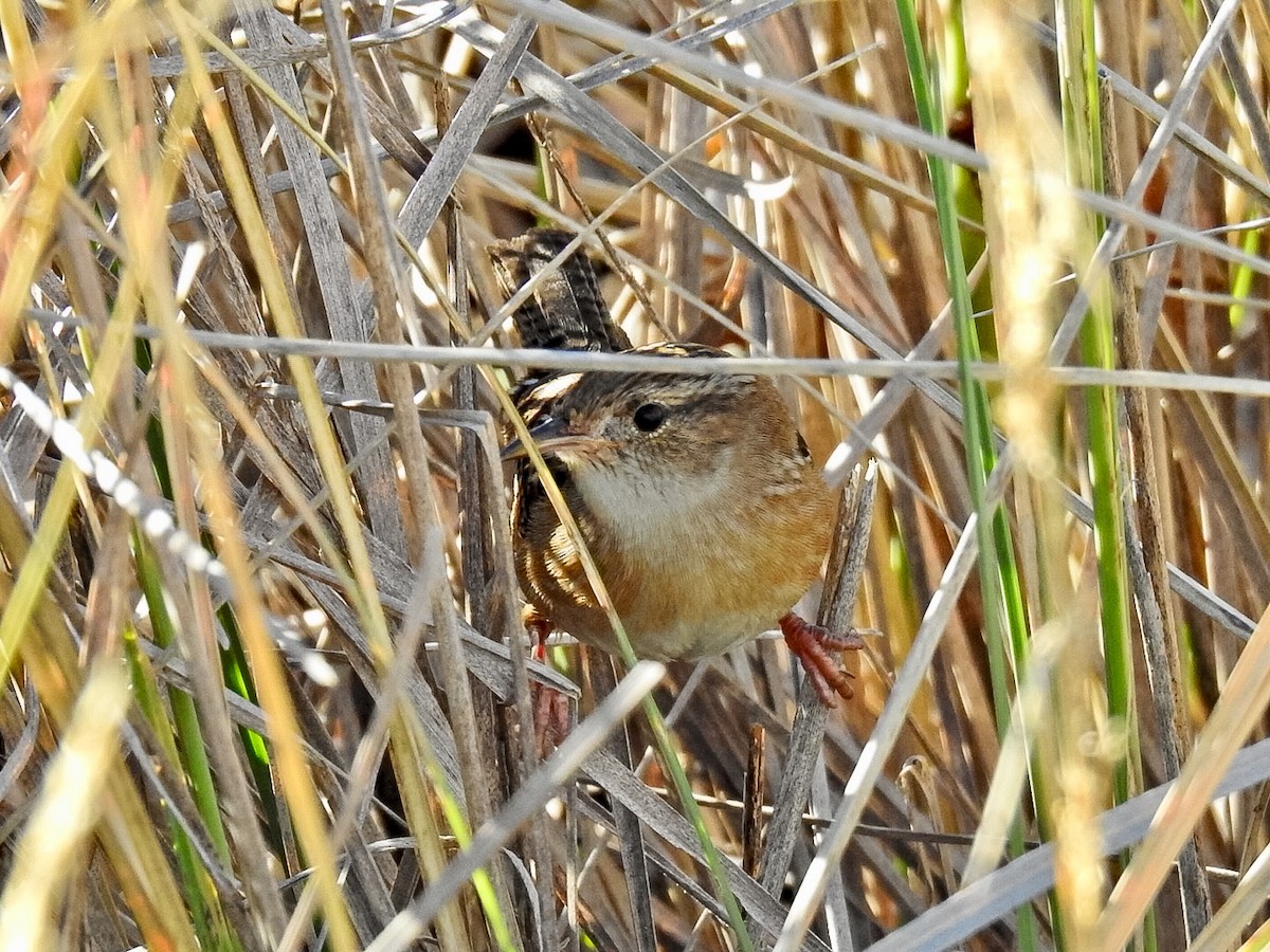 střízlík krátkozobý - ML645870001
