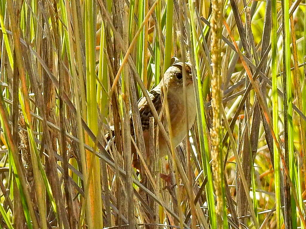 střízlík krátkozobý - ML645870002
