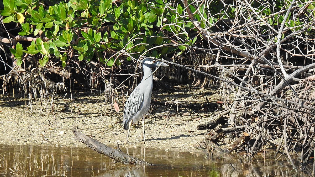 kvakoš žlutočelý - ML645870004