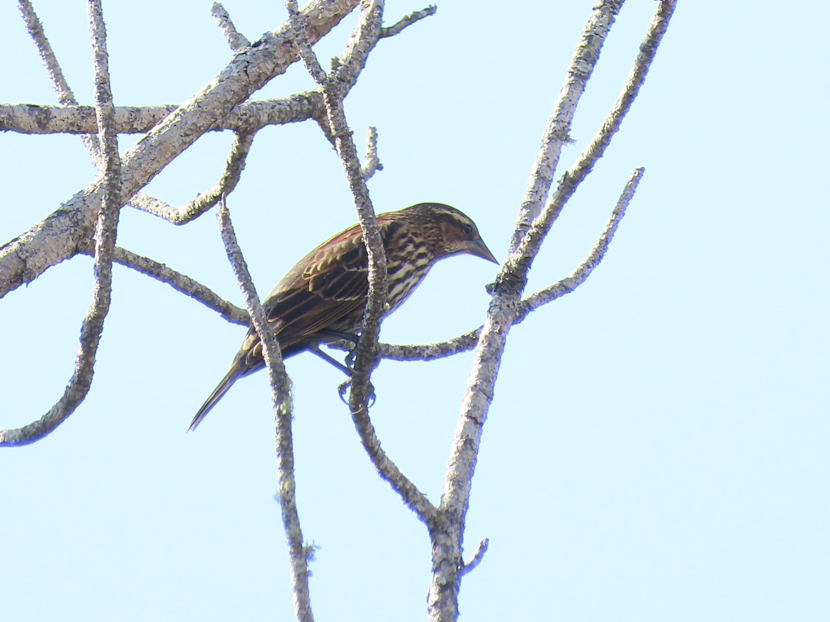 Красноплечий трупиал - ML645870006