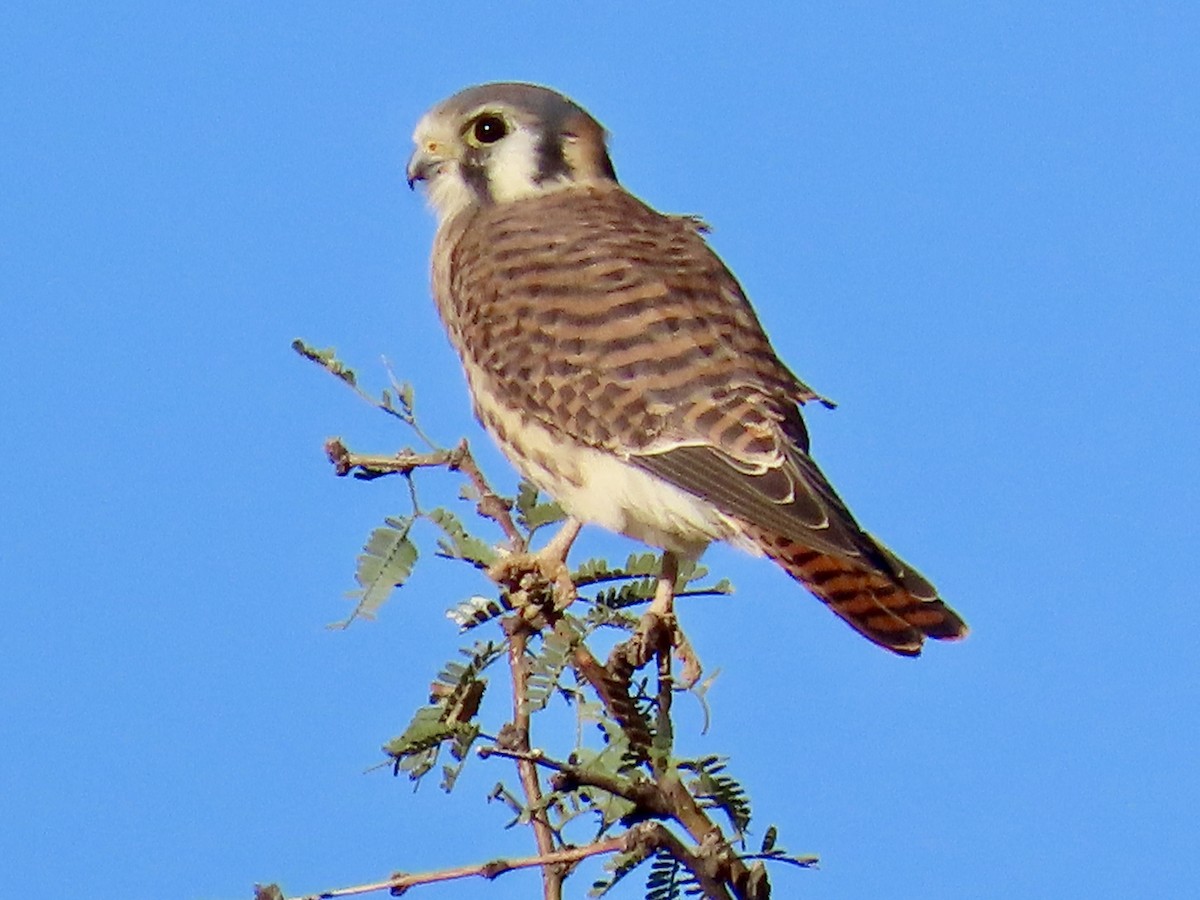 American Kestrel - ML645870012