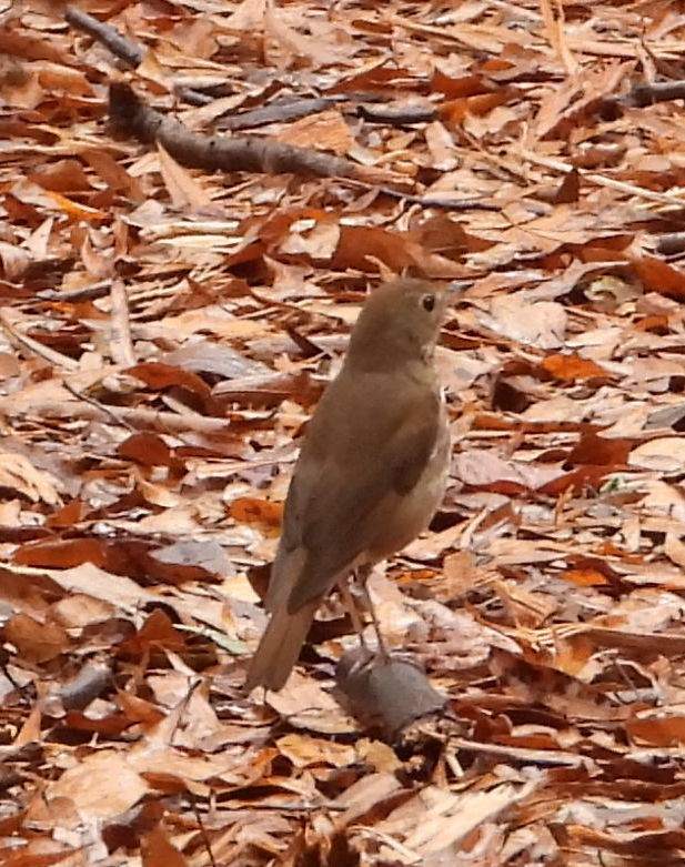 Hermit Thrush - ML645870013