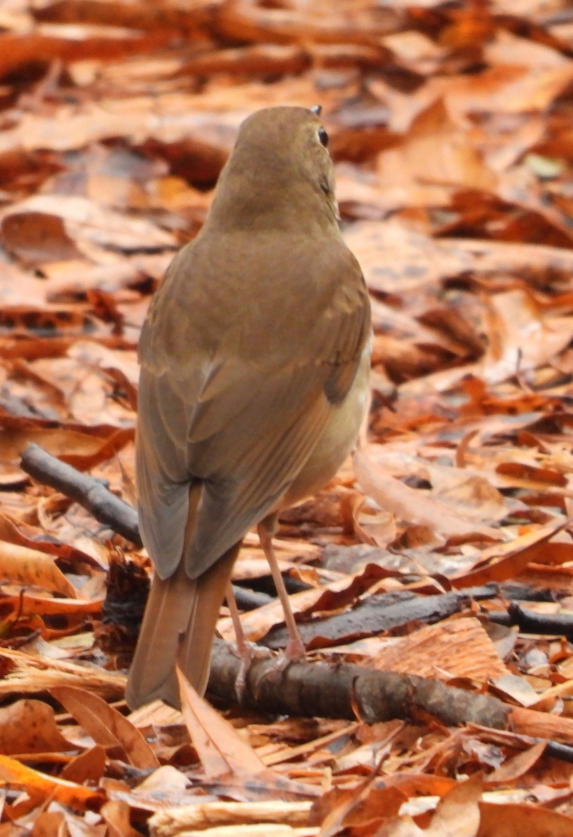 Hermit Thrush - ML645870015