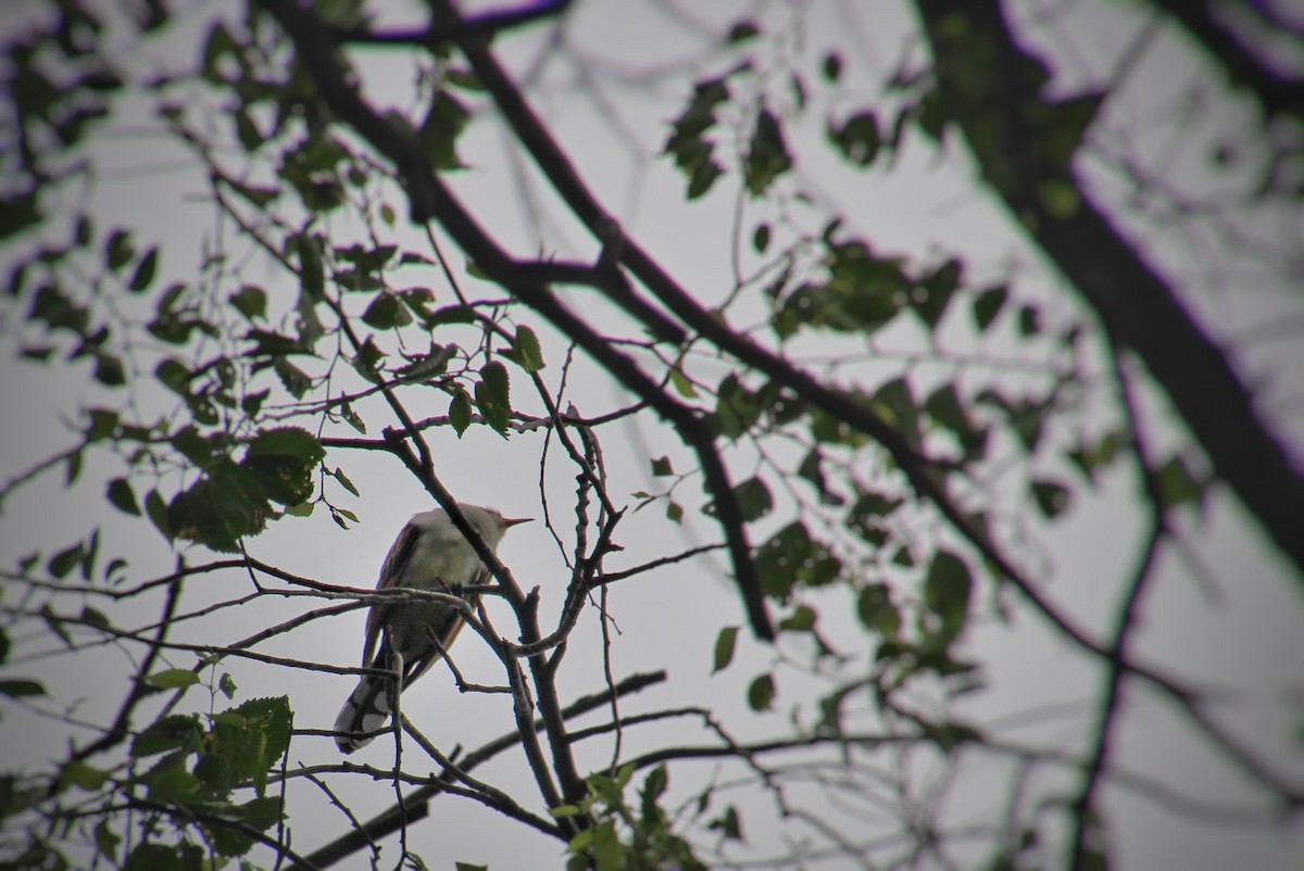 Coulicou à bec jaune - ML645870016