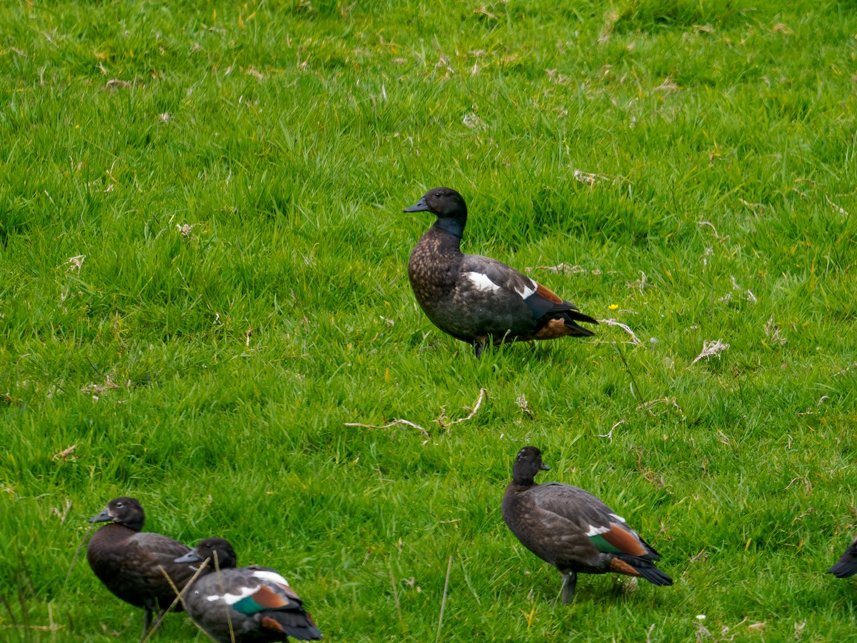 Yeni Zelanda Angıtı - ML645870018
