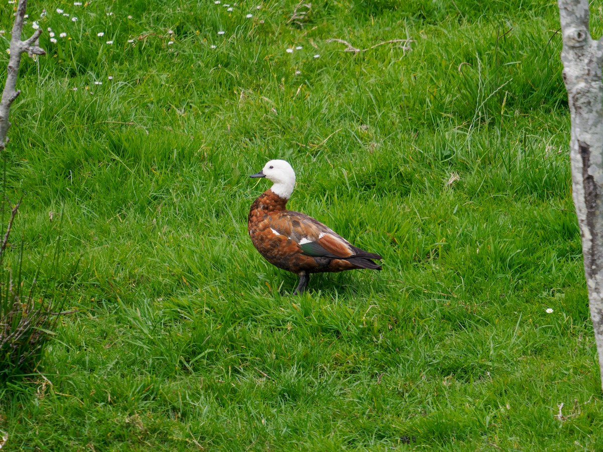 Yeni Zelanda Angıtı - ML645870019