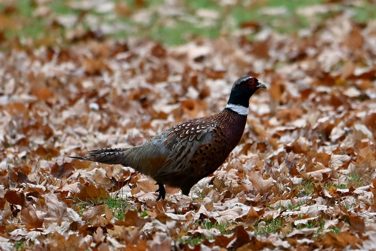 Ring-necked Pheasant - ML645870023